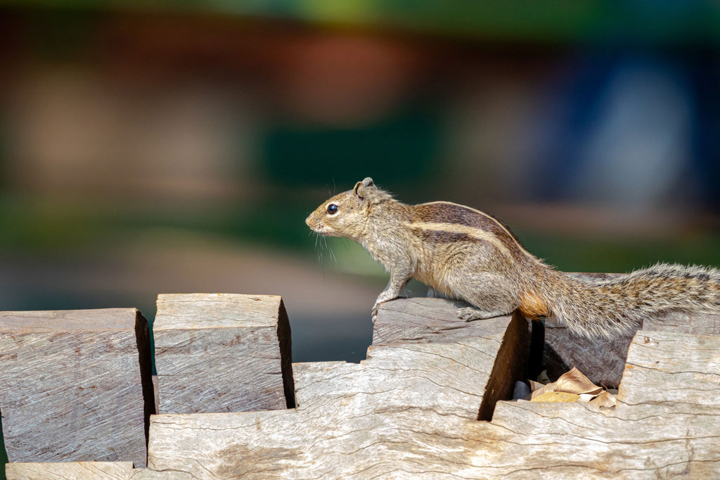 Dieren en insecten